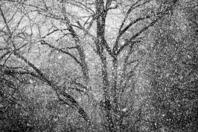 abstract tree