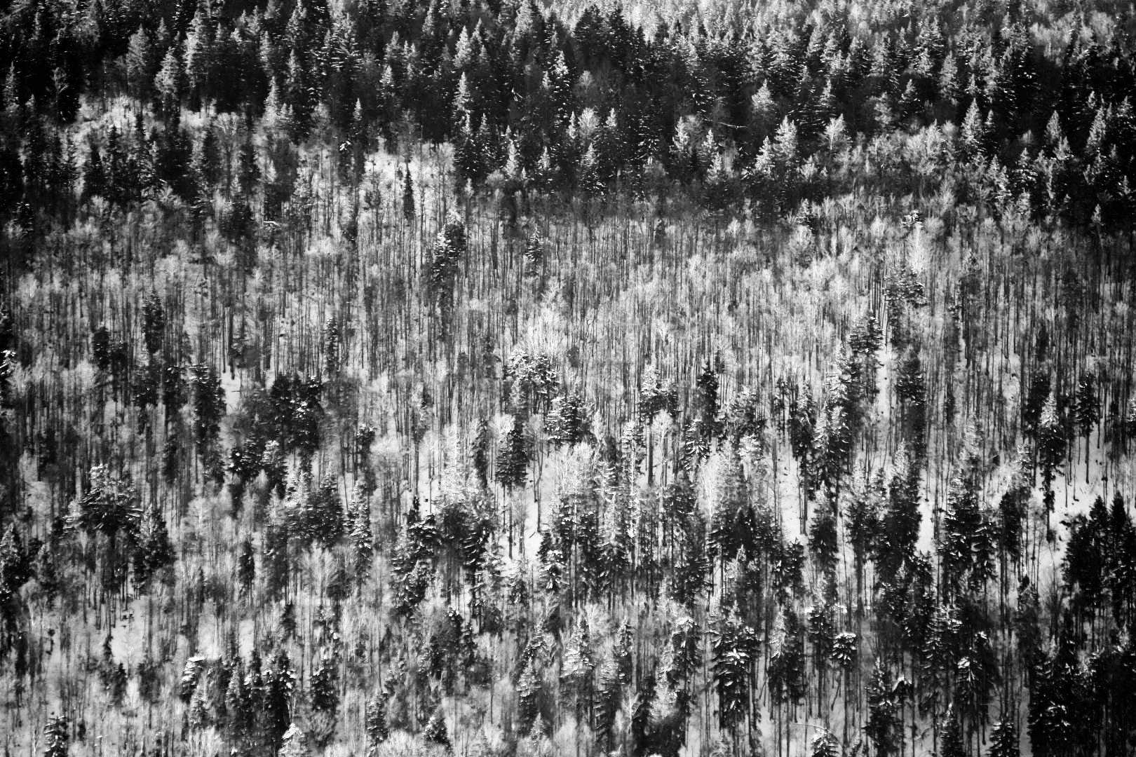 Abstract forest