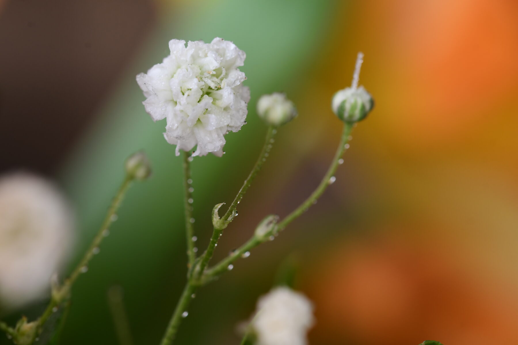 Fleur