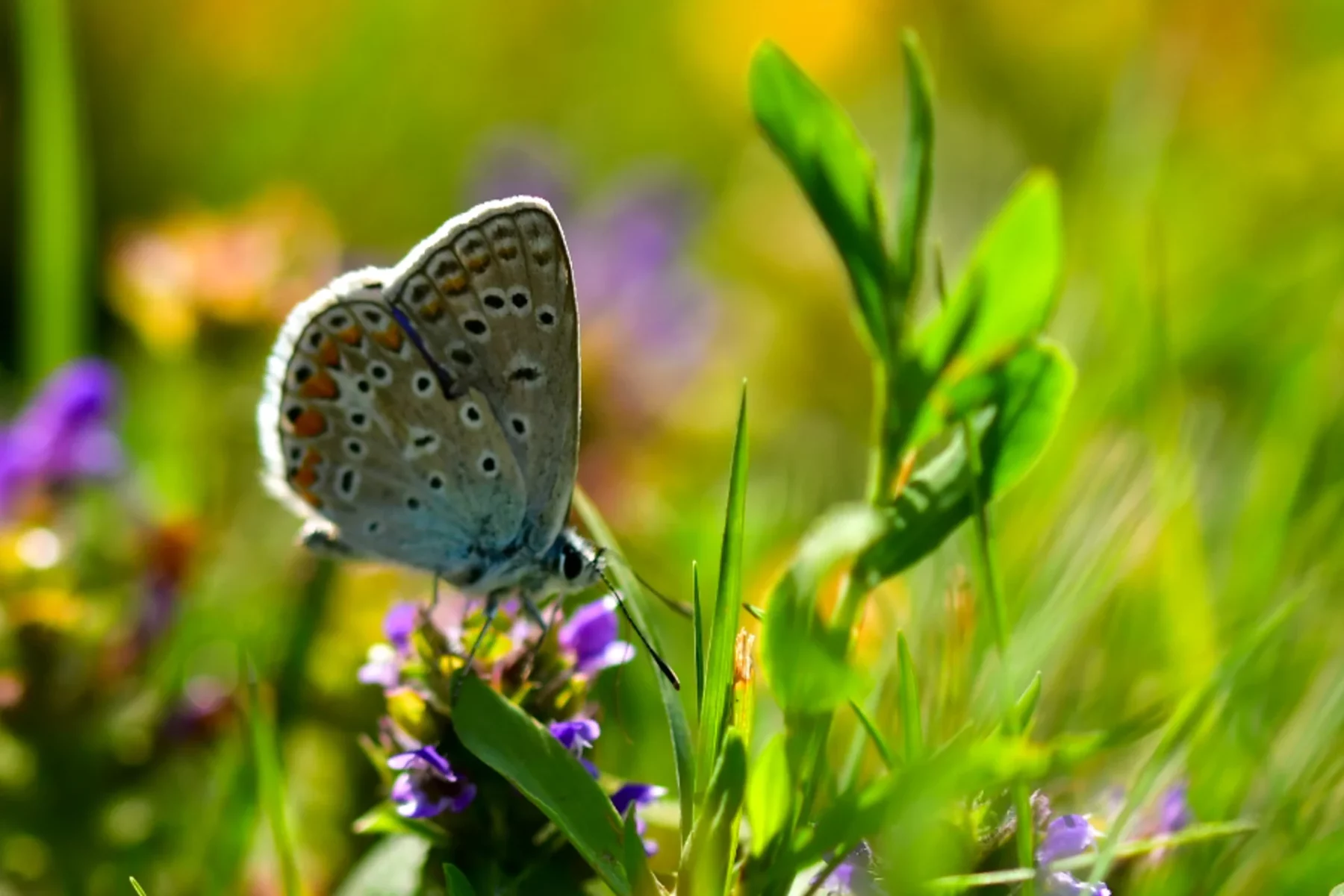 Butterfly in the grass