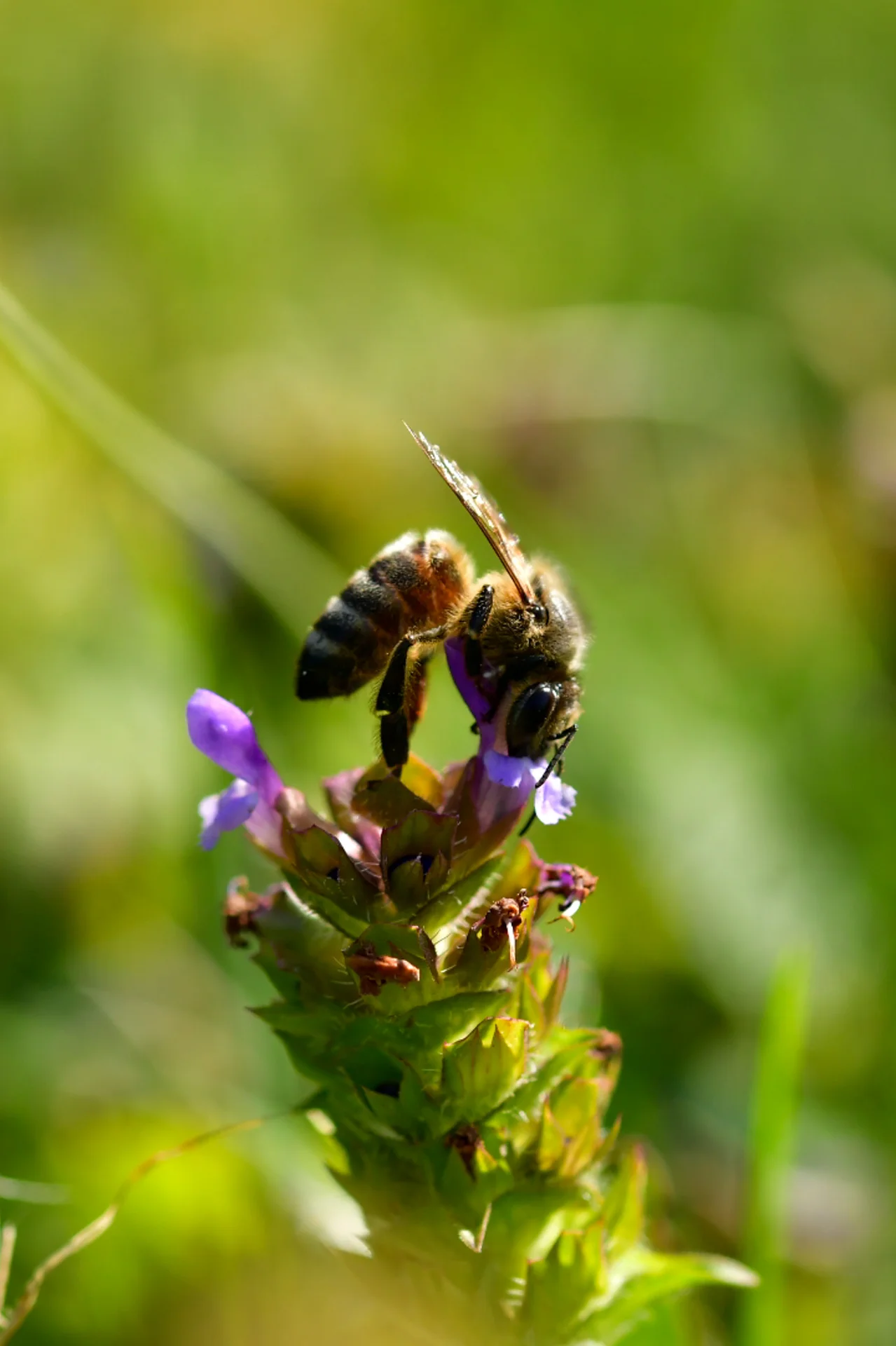 Bee lunch